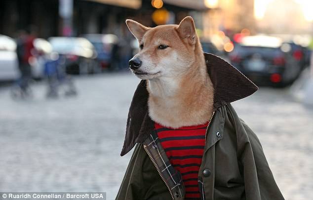 OMG, Male Models, This Dog Bodhi The Menswear Dog Is Making More Money Than You!