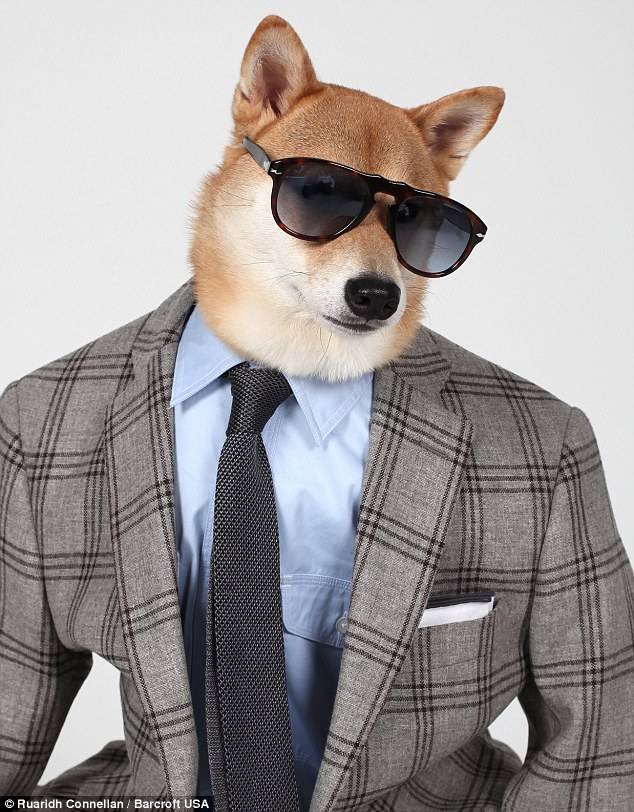 OMG, Male Models, This Dog Bodhi The Menswear Dog Is Making More Money Than You!