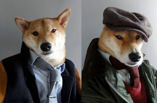 OMG, Male Models, This Dog Bodhi The Menswear Dog Is Making More Money Than You!